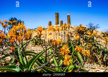 Fleurs en fleurs devant les colonnes d'une structure en ruine dans la colonie pré-aksumite de Qohaito (Koloe), Erythrée, Afrique Banque D'Images