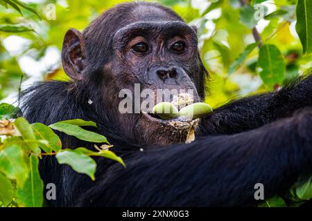 Chimpanzé (Pan troglodytes), Parc national de Gombe Stream, Lac Tanganyika, Tanzanie, Afrique de l'est, Afrique Banque D'Images