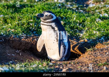 Île de Magdalena, région de Magallanes, Punta Arenas, Chili, Amérique du Sud Banque D'Images