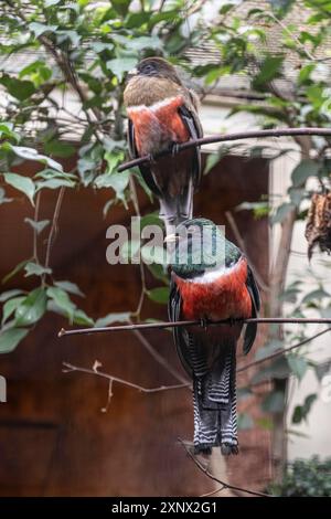 Trogon à col (Trogon collaris), Parc ornithologique de Walsrode, basse-Saxe, Allemagne Banque D'Images