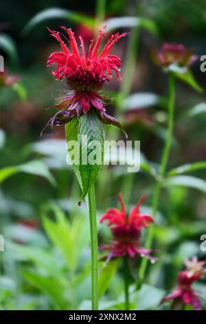 Baume doré (Monarda didyma), également connu sous le nom d'ortie indienne ou de scarlatine monard, avec des gouttes de pluie, Rhénanie du Nord-Westphalie, Allemagne Banque D'Images