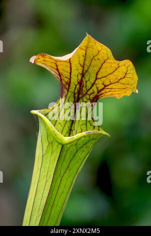 Lanceur de trompettes (Sarracenia), Rhénanie du Nord-Westphalie, Allemagne Banque D'Images