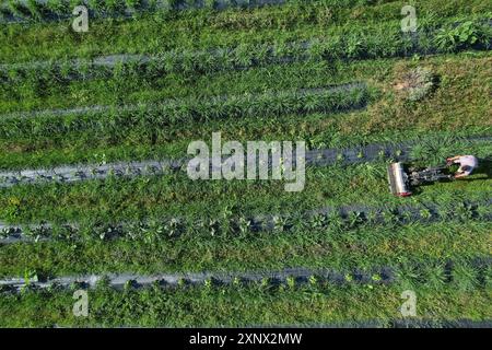 Agriculteur fauchant de l'herbe entre des rangées de cultures vertes dans un champ agricole Banque D'Images