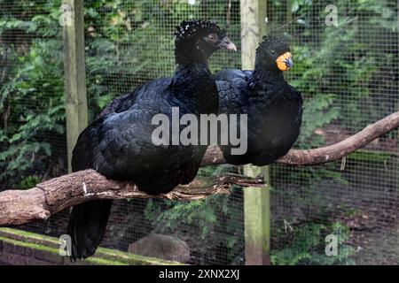 Curassow à bec rouge (Crax blumenbachii), Walsrode Bird Park, basse-Saxe, Allemagne Banque D'Images