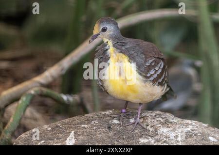 Colombe à poitrine jaune (Gallicolumba rufigula), Parc ornithologique de Walsrode, basse-Saxe, Allemagne Banque D'Images