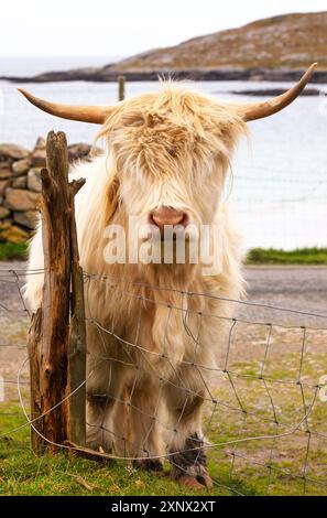 Highland Cattle in Huisinish (Hushinish), Isle of Harris, Outer Hébrides, Scotland, Royaume-Uni, Europe Banque D'Images