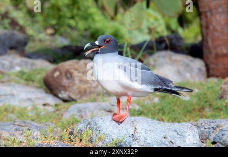 Goéland adulte à queue d'hirondelle, montrant un oeil cerné rouge de la saison de reproduction, un oiseau de mer équatorial nocturne, trouvé presque exclusivement dans les îles Galapagos, UNESCO, Équateur Banque D'Images