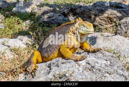 Terre des Galapagos Iguana (Conolophus subcristatus), grand lézard, île South Plaza, Galapagos, UNESCO, Équateur Banque D'Images