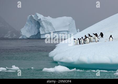 Pingouins Gentoo sur l'iceberg, l'Antarctique, les régions polaires Banque D'Images