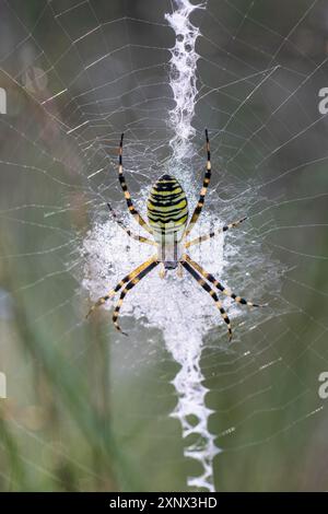 Araignée Wasp (Argiope bruennichi), Emsland, Basse-Saxe, Allemagne Banque D'Images