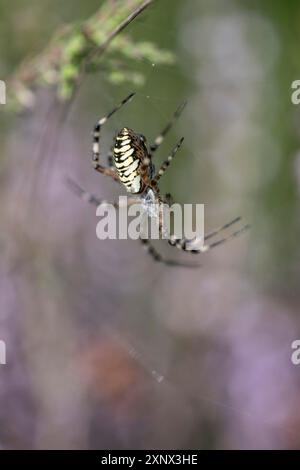 Araignée Wasp (Argiope bruennichi), Emsland, Basse-Saxe, Allemagne Banque D'Images