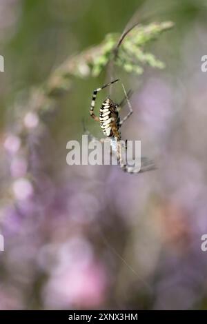 Araignée Wasp (Argiope bruennichi), Emsland, Basse-Saxe, Allemagne Banque D'Images