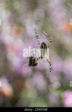 Araignée Wasp (Argiope bruennichi), Emsland, Basse-Saxe, Allemagne Banque D'Images