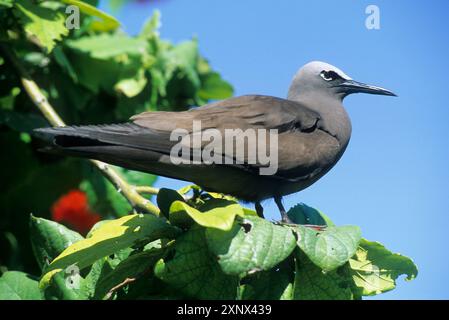 Petit Noddy (Anous tenuirostris), Bird Island, République des Seychelles, Océan Indien, Afrique Banque D'Images