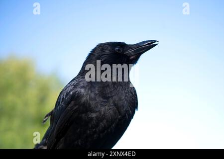 Corbeau charoie (Corvus corone), gros plan latéral, basse-Saxe, Allemagne Banque D'Images