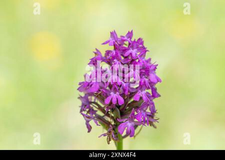 Orchidée pyramidale (Anacamptis pyramidalis), en pleine floraison sur fond ensoleillé, réserve naturelle de Kaiserstuhl, Bade-Wuerttemberg, Allemagne Banque D'Images