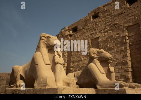 Rangée de sphinx à tête de RAM, entrée du couloir, complexe du temple de Karnak, site du patrimoine mondial de l'UNESCO, Louxor, Égypte, Afrique du Nord, Afrique Banque D'Images