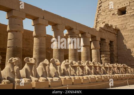 Sphinx à tête de RAM, Grande Cour, complexe du temple de Karnak, site du patrimoine mondial de l'UNESCO, Louxor, Égypte, Afrique du Nord, Afrique Banque D'Images