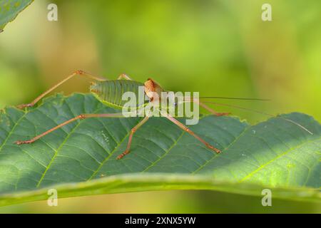 Sauterelle à selle de steppe, cricket de brousse à dos de selle (Ephippiger ephippiger), mâle, sauterelle à longues ailes, liste rouge de l'Allemagne, espèce de spécial Banque D'Images