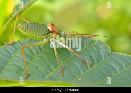 Sauterelle à selle de steppe, cricket de brousse à dos de selle (Ephippiger ephippiger), mâle, sauterelle à longues ailes, liste rouge de l'Allemagne, espèce de spécial Banque D'Images