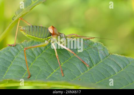 Sauterelle à selle de steppe, cricket de brousse à dos de selle (Ephippiger ephippiger), mâle, sauterelle à longues ailes, liste rouge de l'Allemagne, espèce de spécial Banque D'Images