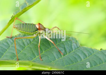 Sauterelle à selle de steppe, cricket de brousse à dos de selle (Ephippiger ephippiger), mâle, sauterelle à longues ailes, liste rouge de l'Allemagne, espèce de spécial Banque D'Images