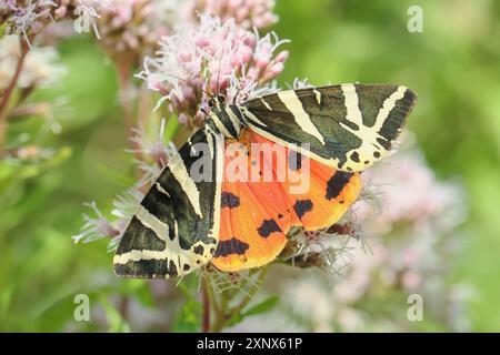 Tigre de Jersey (Euplagia quadripunctaria), suceur de nectar sur agrimonie de chanvre (Eupatorium cannabinum, réserve naturelle de Dortebachtal, Moselle Banque D'Images