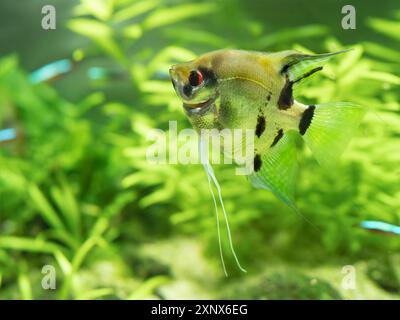 Scallare de Pterophyllum flottant ou angelfish dans le réservoir. Poissons d'aquarium d'eau douce avec des écailles brillantes. Banque D'Images