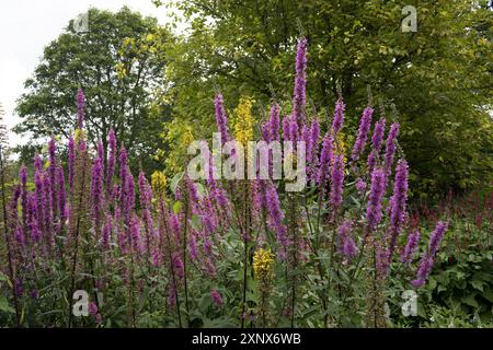 Lythrum Rosy Gem simplement connu sous le nom de Purple Loosestrife poussant souvent à l'état sauvage sur les berges et les étangs des rivières Banque D'Images