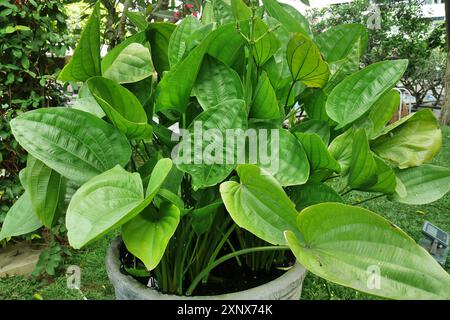 Echinodorus cordifolius ou burhead rampant, une plante aquatique qui décore la cour ou le jardin, semble plus verte et plus fraîche. Banque D'Images