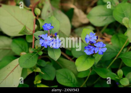 Bois de plomb bleu (Ceratostigma willmottianum), floraison, floraison pérenne, Ellerstadt, Allemagne Banque D'Images