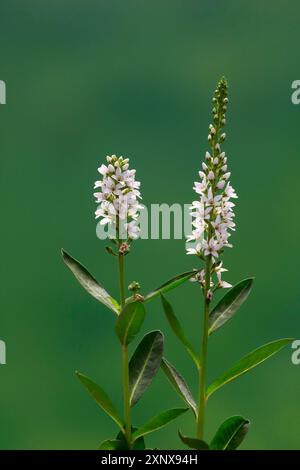 Spiked speedwell (Veronica spicata, Pseudolysimachion spicatum), blanc, fleur, floraison, Allemagne Banque D'Images