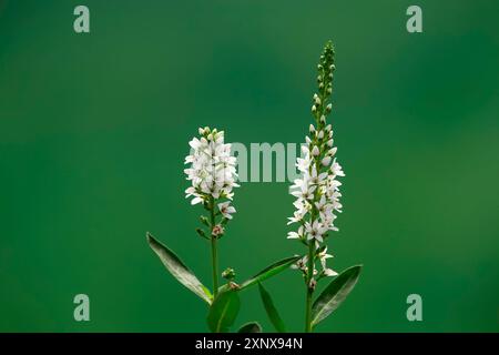 speedwell à pointes (Veronica spicata), (Pseudolysimachion spicatum), blanc, fleur, floraison, Allemagne Banque D'Images