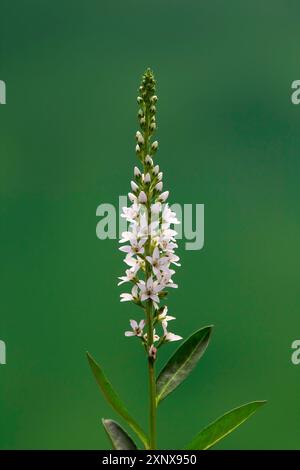 Spiked speedwell (Veronica spicata, Pseudolysimachion spicatum), blanc, fleur, floraison, Allemagne Banque D'Images