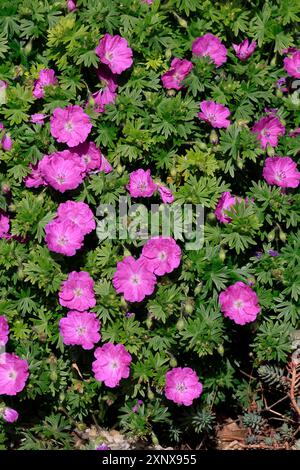 Bloody cranesbill (Geranium sanguineum), floraison, floraison pérenne, Ellerstadt, Allemagne Banque D'Images