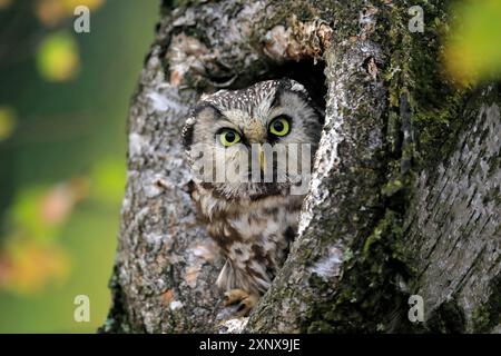 Chouette de Tengmalm (Aegolius funereus), chouette à cornes, adulte, sur arbre, alerte, en automne, regardant hors du creux de l'arbre, portrait, forêt de Bohême, tchèque Banque D'Images