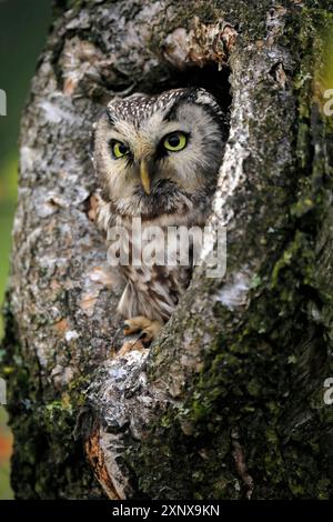 Chouette de Tengmalm (Aegolius funereus), chouette à cornes, adulte, sur arbre, alerte, en automne, regardant hors du creux de l'arbre, portrait, forêt de Bohême, tchèque Banque D'Images