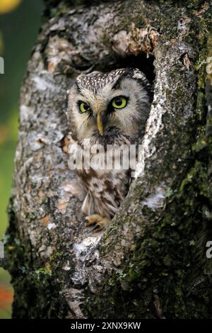 Chouette de Tengmalm (Aegolius funereus), chouette à cornes, adulte, sur arbre, alerte, en automne, regardant hors du creux de l'arbre, portrait, forêt de Bohême, tchèque Banque D'Images