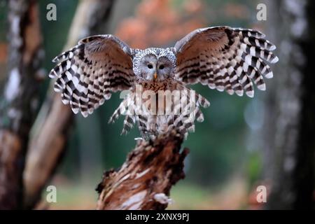 Hibou de l'Oural (Strix uralensis), adulte, en attente, atterrissage, en automne, Sumava, République tchèque Banque D'Images