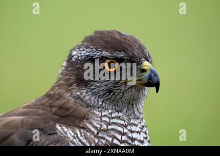 Eurasian sparrowhawk (Accipiter nisus), adulte, femme, portrait, alerte, en automne, forêt de Bohême, République tchèque Banque D'Images