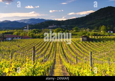 Paysage de la région de Franciacorta dans la province de Brescia, Lombardie, Italie, Europe Copyright : MichelexRossetti 1299-161 Banque D'Images