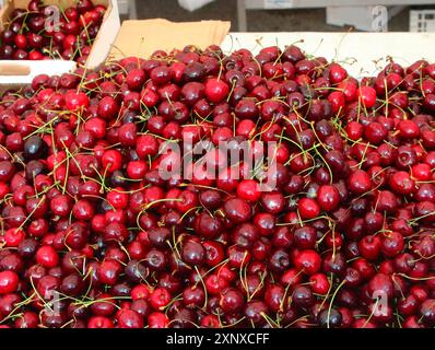 beaucoup de cerises rouges mûres récoltées au printemps pour la vente au marché Banque D'Images