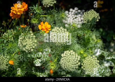 Plante-cure-dent (Ammi visnaga) également connue sous le nom de carotte-cure-dent, plante médicinale, période de floraison en juin, juillet, Canton Thurgau, Suisse Banque D'Images