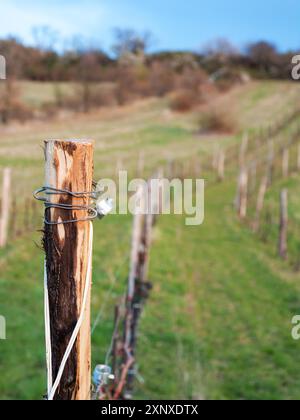 Fil dans un vignoble du Burgenland Banque D'Images