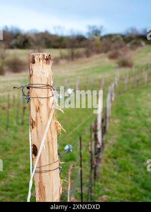 Fil dans un vignoble du Burgenland Banque D'Images