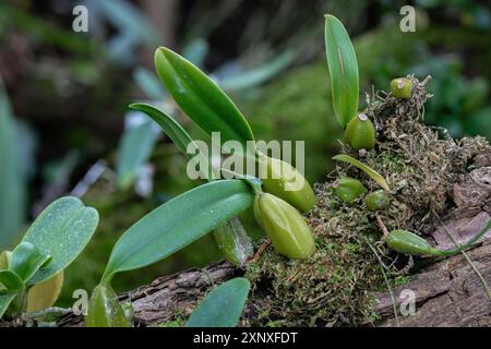 Jeunes plantes de bulbophyllum cococinum poussant sur un tronc d'arbre Banque D'Images