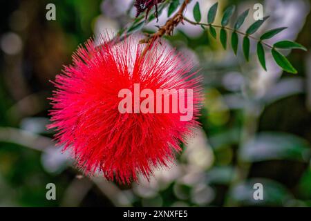 Gros plan détaillé d'une fleur de bouffée de poudre rouge (calliandra hématocephala) Banque D'Images