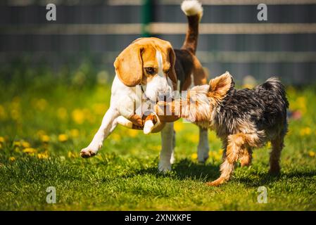 Chien mignon Yorkshire Terrier courant avec chien beagle sur gras le jour ensoleillé. Aux chiens smal et moyen jouant ensemble. Fond de chiens Banque D'Images