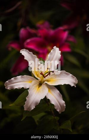 White Oriental Lily 16172 Banque D'Images