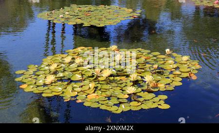 Nénuphars sur l'étang à Balboa Park, San Diego, CA, États-Unis Banque D'Images